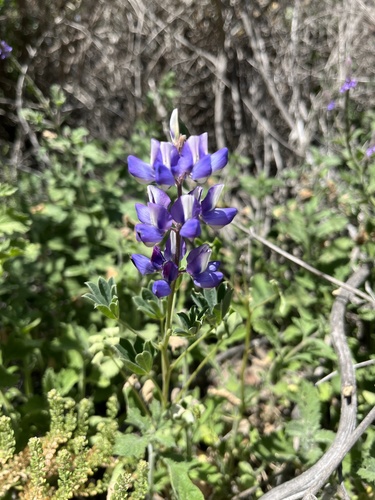 iNaturalist observation photo of arroyo lupine