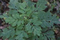 Solanum seaforthianum
