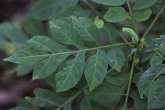 Solanum seaforthianum