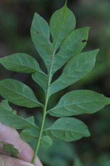 Solanum seaforthianum