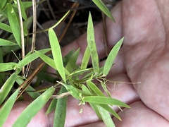 Dichanthelium patulum