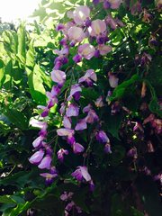 Wisteria floribunda