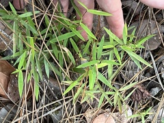 Dichanthelium patulum