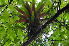 Tillandsia guatemalensis
