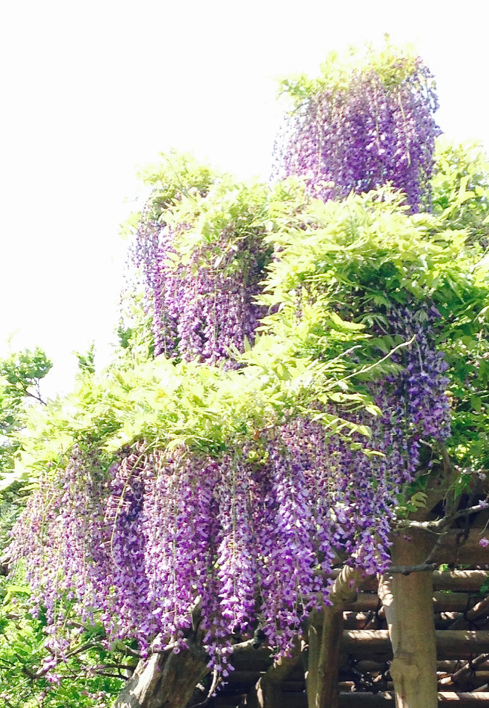 The Great Purple Wisteria  Purple wisteria, Wisteria tree, Wisteria japan