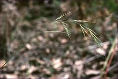 Dichelachne sieberiana