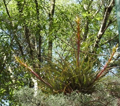 Tillandsia rodrigueziana