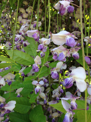 Wisteria floribunda