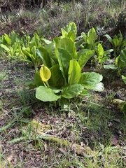 Lysichiton