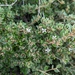 Correa alba rotundifolia - Photo (c) Jonathan Esling, algunos derechos reservados (CC BY-NC), uploaded by Jonathan Esling