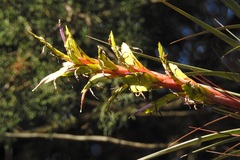Tillandsia rodrigueziana