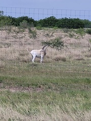 Addax nasomaculatus