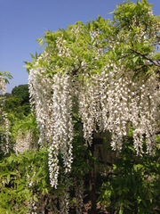 Wisteria floribunda