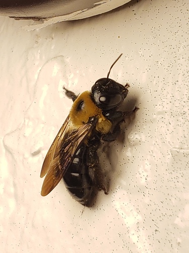 Xylocopa virginica virginica image