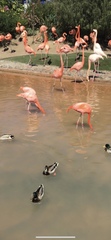 Phoenicopteriformes