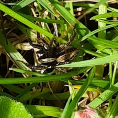 Alopecosa pulverulenta