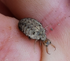 Myrmeleon inconspicuus
