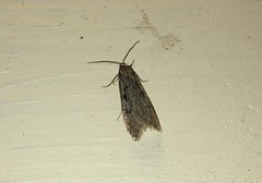 Semioscopis avellanella