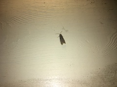 Semioscopis avellanella