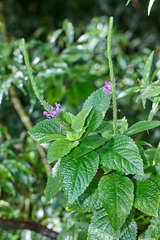 Stachytarpheta frantzii