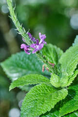 Stachytarpheta frantzii
