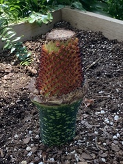 Amorphophallus titanum