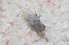 Tethininae