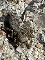 Habronattus altanus