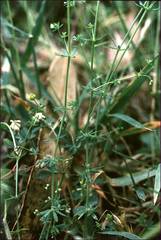 Galium divaricatum