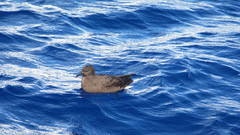 Puffinus nativitatis