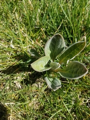 Magnoliopsida