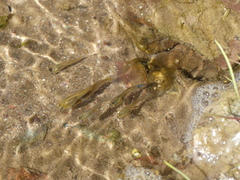 Poecilia reticulata