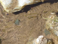 Poecilia reticulata