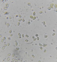 Phylloporus aurantiacus