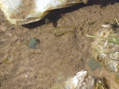 Poecilia reticulata