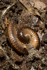 Cylindroiulus boleti