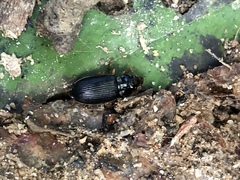 Anisodactylus verticalis