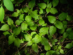 Circaea alpina