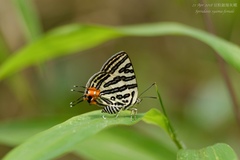 Cigaritis syama