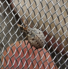 Myrmeleon inconspicuus