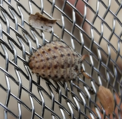 Myrmeleon inconspicuus