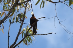 Turdus rufitorques