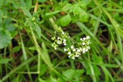 Valeriana oaxacana