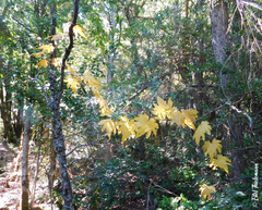 Dioscorea brachybotrya