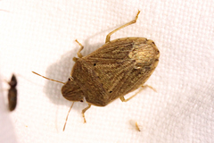 Paramenestheus semoni
