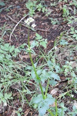 Valeriana oaxacana