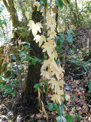 Dioscorea brachybotrya