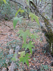Dioscorea brachybotrya