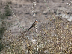 Zonotrichia capensis antofagastae