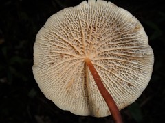 Marasmius cladophyllus